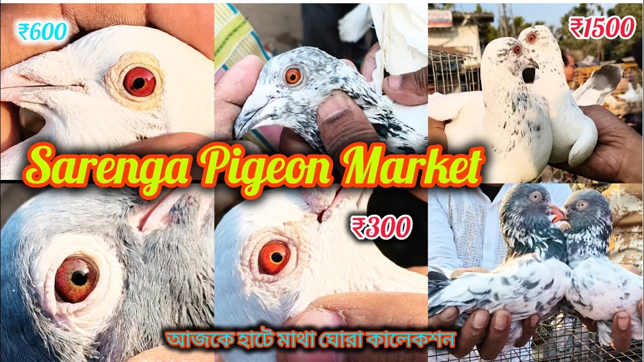 Saranga Cheapest & high Quality flying Giribaz & Madras Pigeon Sell || সবচেয়ে বড় সস্তা পায়রার হাট