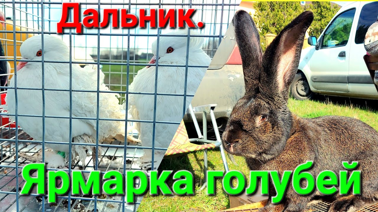 Голуби. Павлины. Кролики. Дальник. Одесская область. Ярмарка голубей и декоративной птицы. #зоотроп