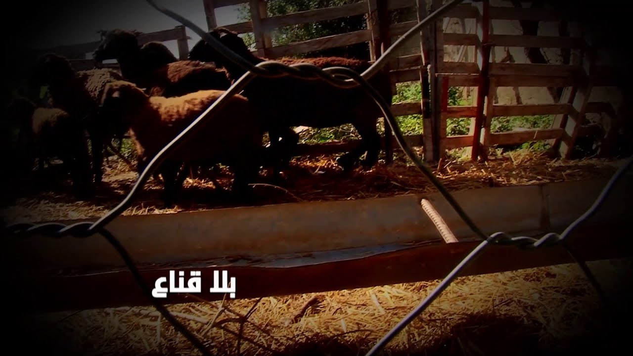 bila kinaa | امرأة تتزعم عصصابة لافتكاك المواشي من أصحابها ببير مشارقة وضححاياها يكشفون شهادات صادمة