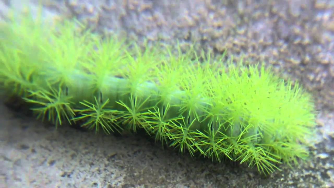 El Ataque de la Oruga verde