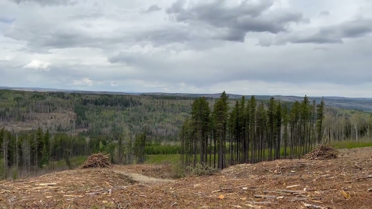Vidéo 4 Orignal Alberta: Parterre de coupe récente