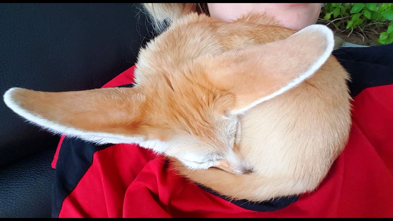 Snuggles and Cuddles from a Fennec Fox