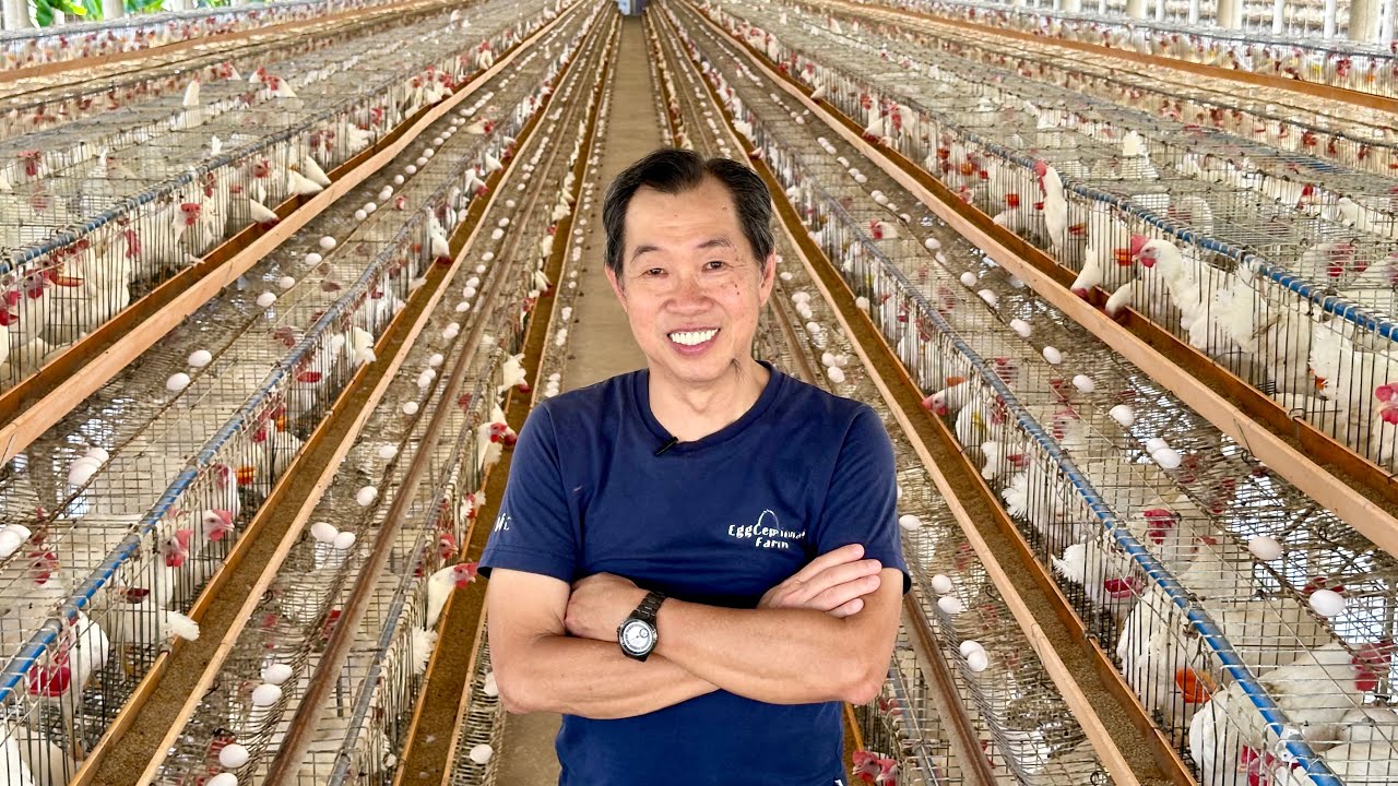 EGG LAYER FARM na WALANG AMOY! Para kang nasa RESORT!