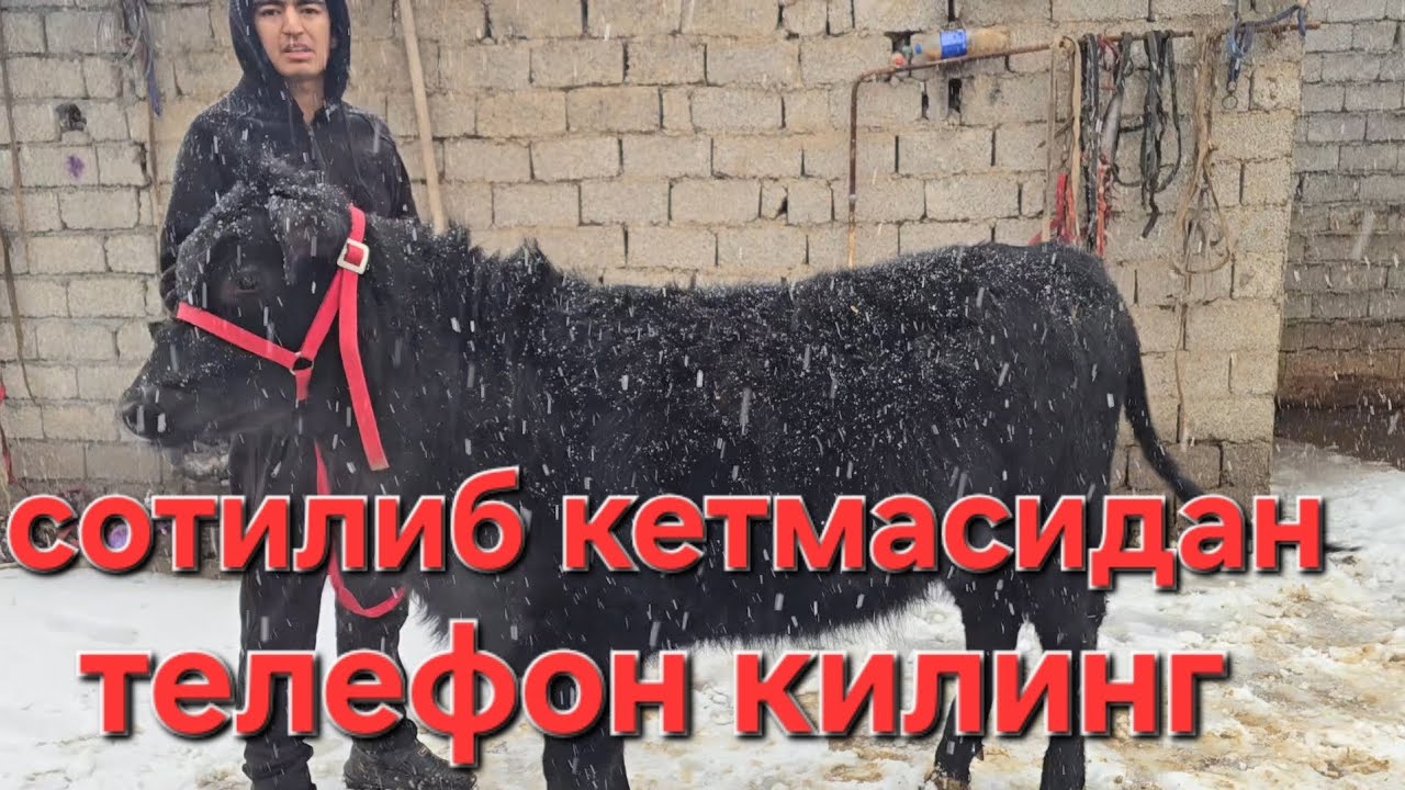 Достонбекдан янги партия рахмат деб барака килинг