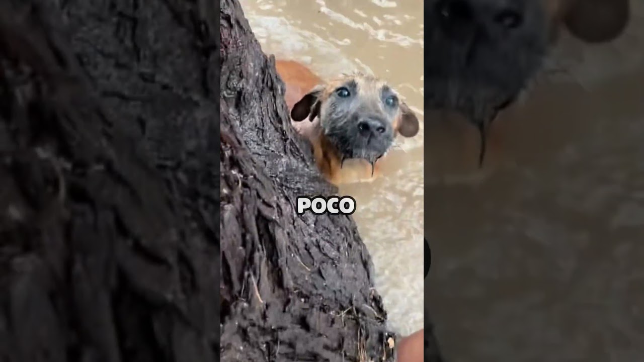 Rescate a perro en inundaci&oacute;n