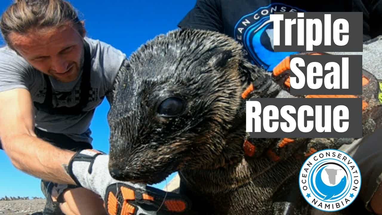 Three Seals Rescued from Entanglement