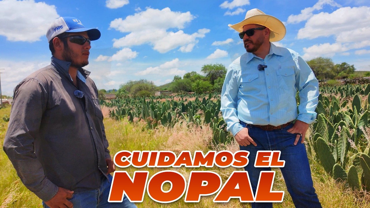 NOPAL TUNERO así la cuidamos | Rancho Cinco Talentos