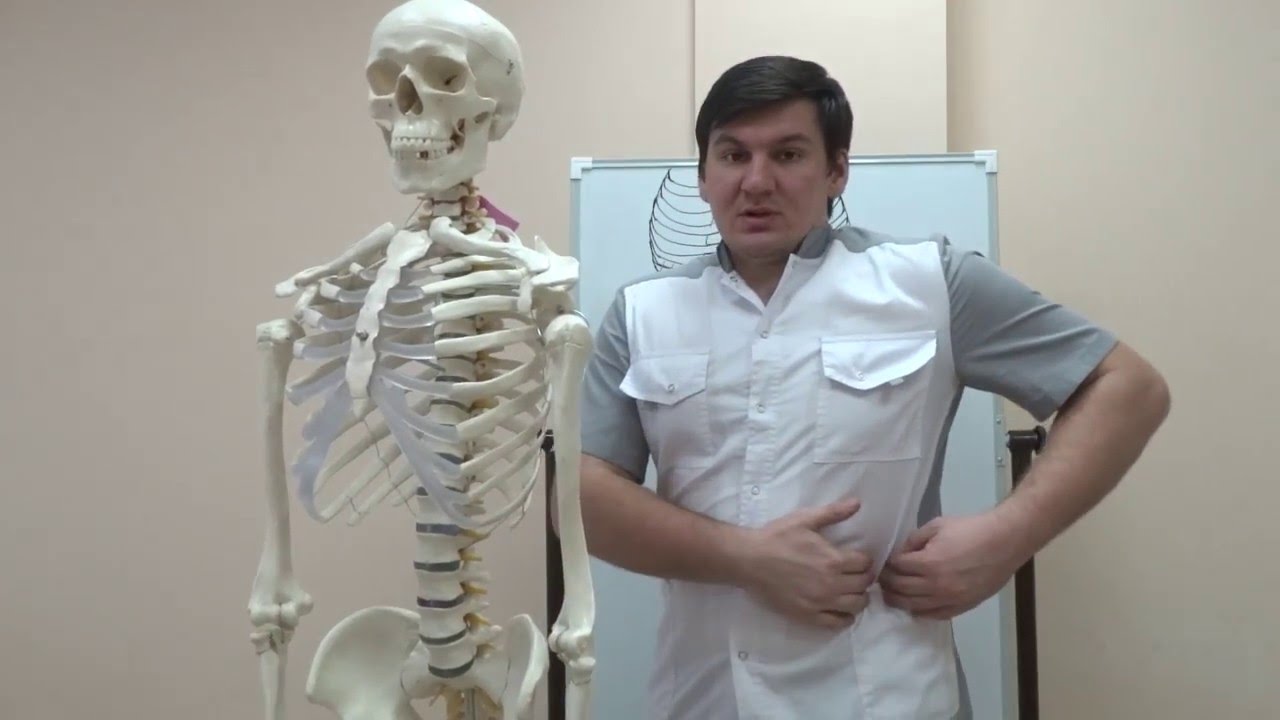 Косые мышцы живота  Как тренировать и растягивать
