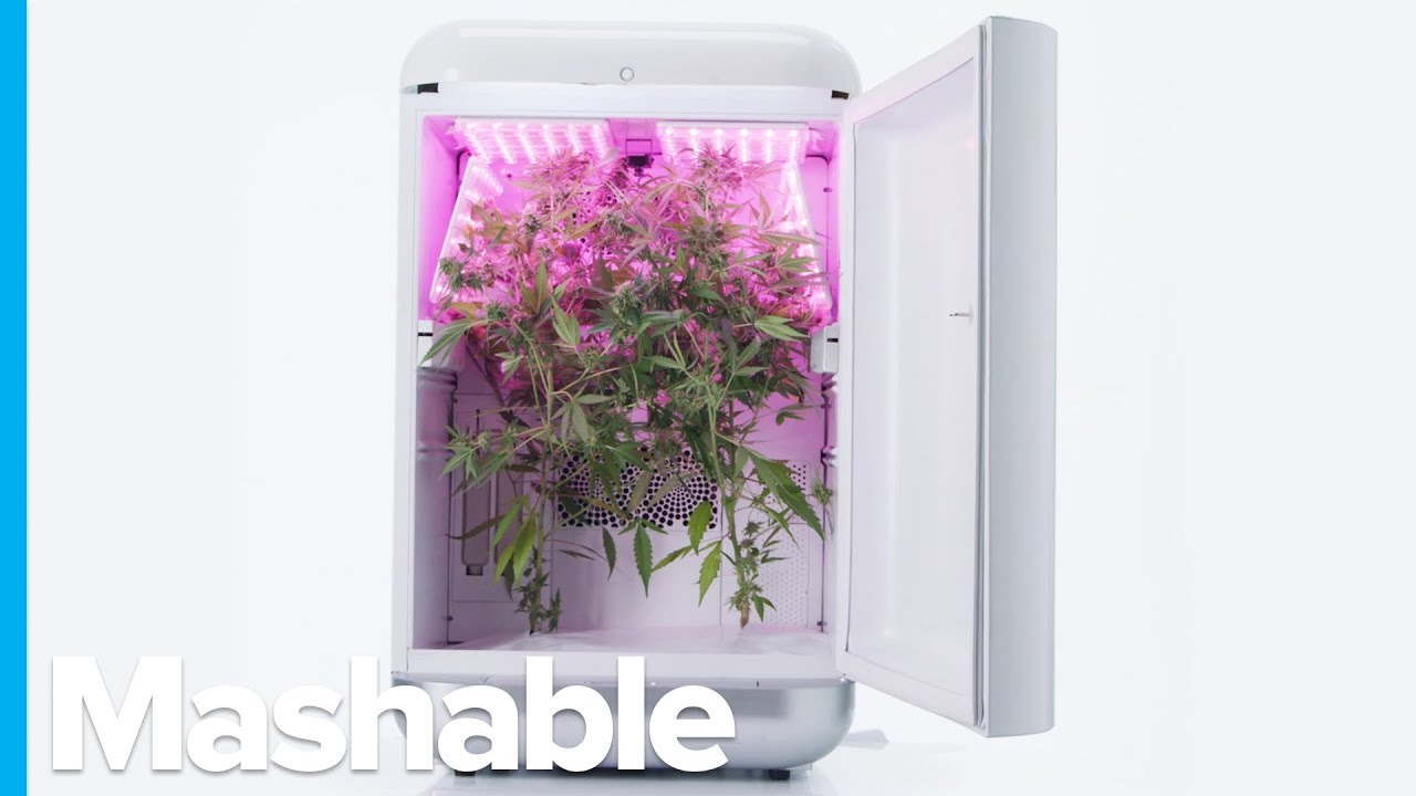 Futuristic Cannabis Farming is Here