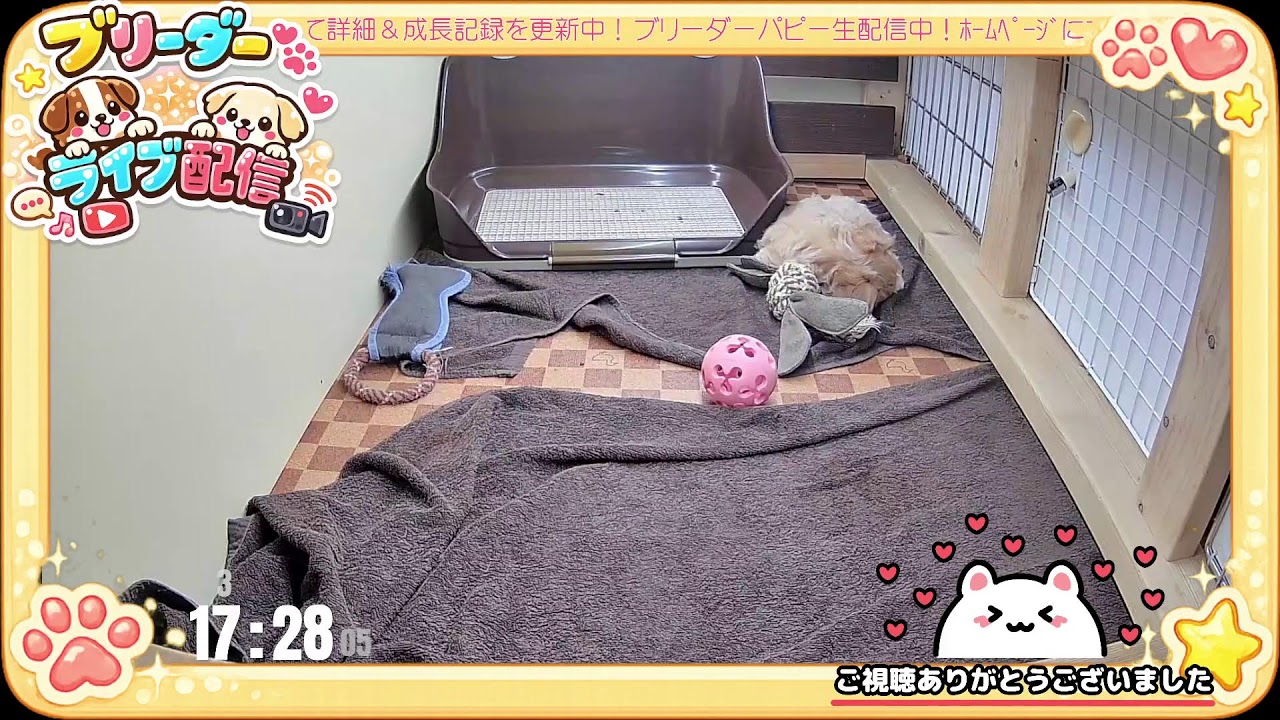 【お迎え直前 生配信】マルプー 子犬 61日齢 【2026/3/14】