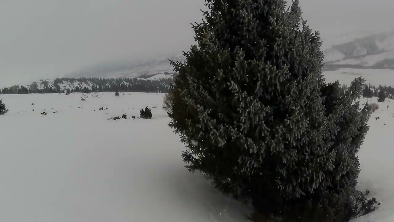 Туманная и снежная погода не повод отменять фрирайд 6 спусков в Жыргалан, 8 фев 2024