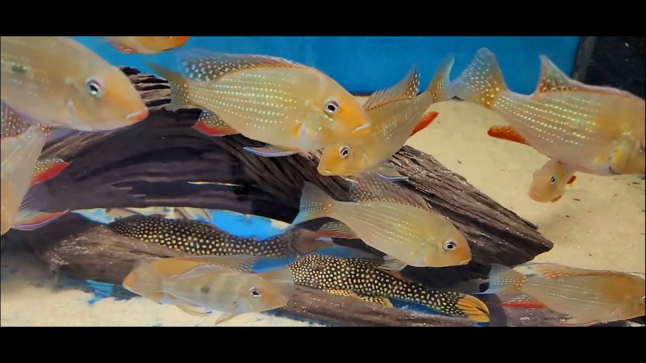 Acarichthys heckelii by Aquahaus-Gaus