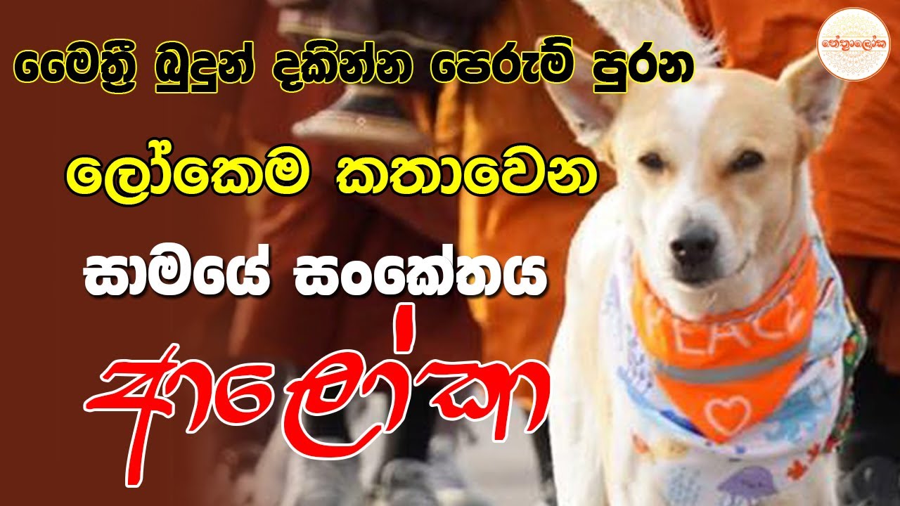 හැමෝම කතා වෙන ආලෝකා ඊළගට කොහේටද​? Aloka - Peace Dog