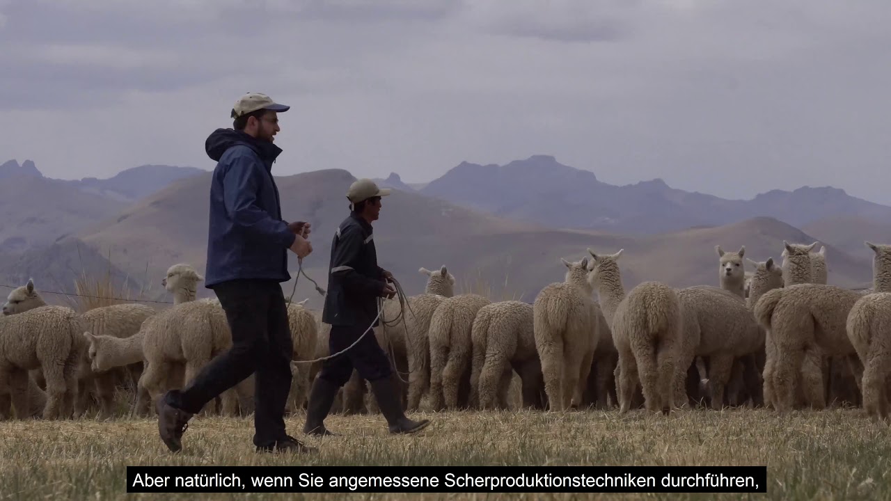 Pascuali - Das Alpakagarn und sein Ursprung.