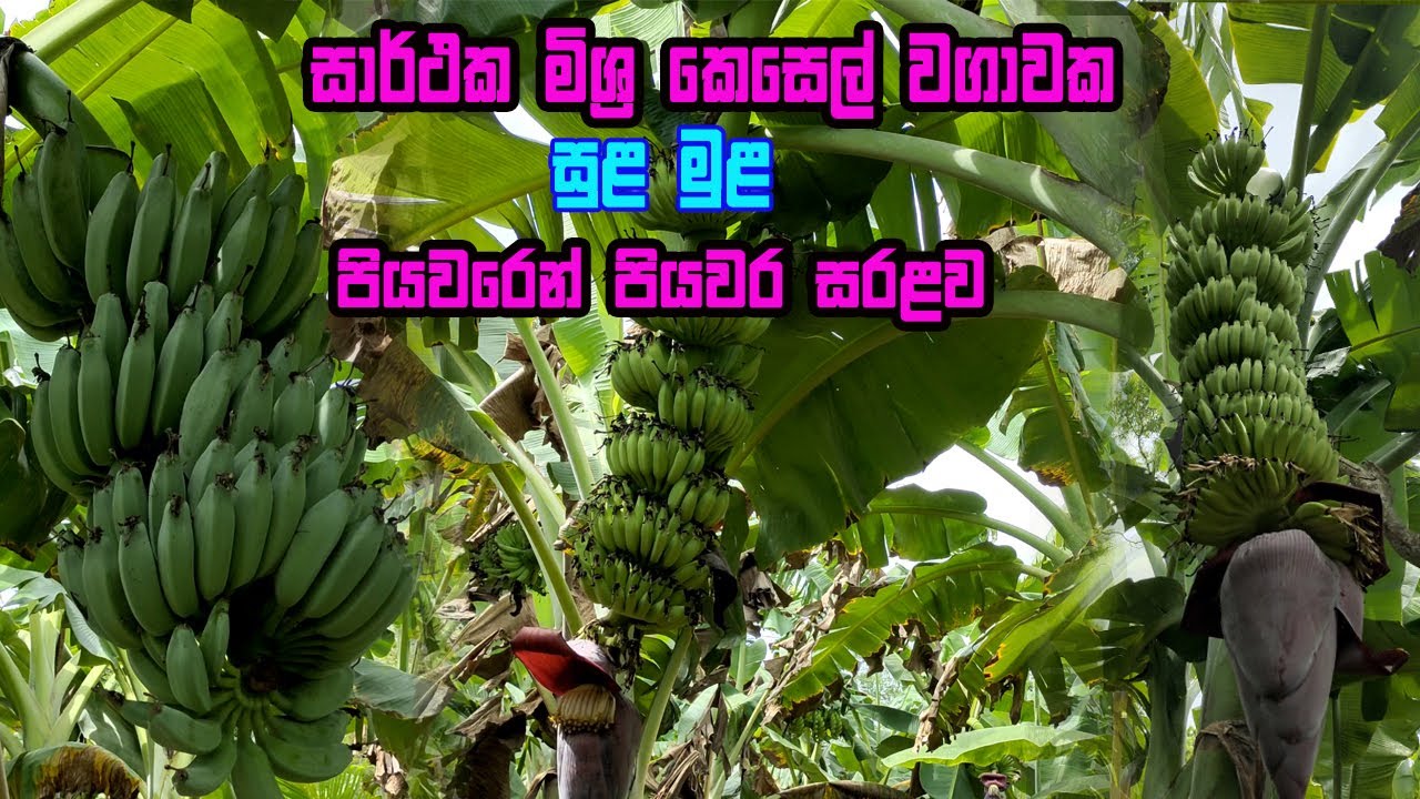 මිශ්‍ර කෙසෙල් වගාව | seeni kesel wagawa | alu kesel wagawa | kolikuttu wagawa | Banana Cultivation
