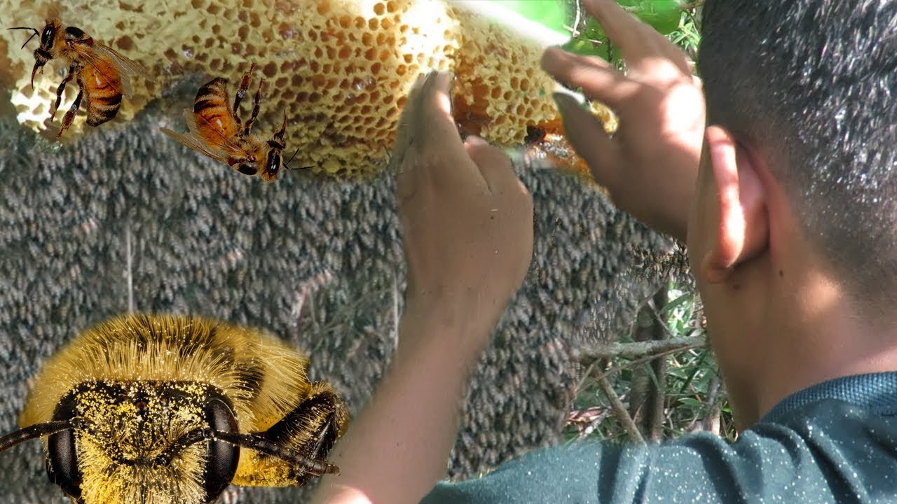 Amazing Find Giant HoneyBee For Food In The Beach Forest
