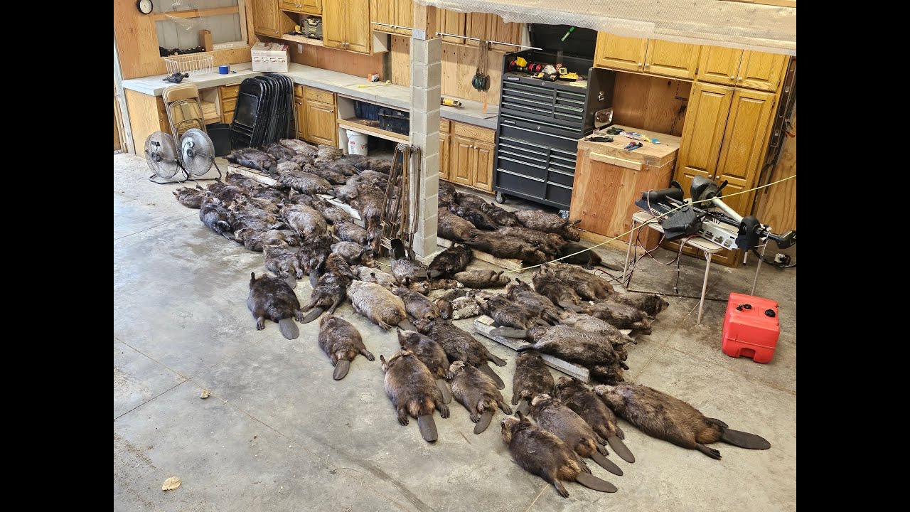 Fall Beaver Trapping 2023
