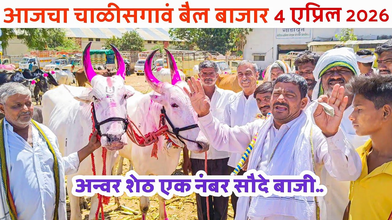 Chalisgaon bail bazar | 4 April 2026 | chalisgaon bail bazar 2026 | bull market 🐂🔥