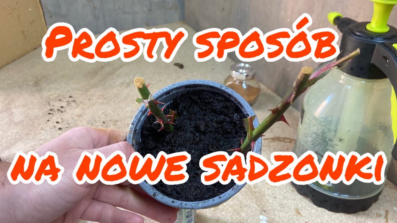Jak rozmnożyć róże z łodygi? Prosty sposób - łatwy poradnik o rozmnażaniu róż