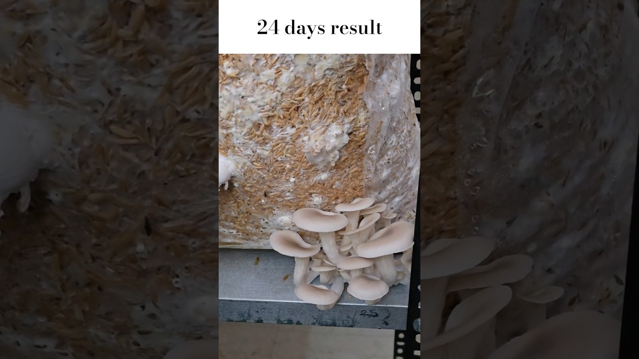 24 days result. oyster mushroom farming. 