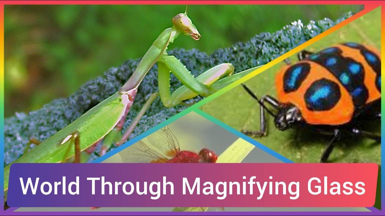 World Through Magnifying Glass - Wonderful Animal World |WAW
