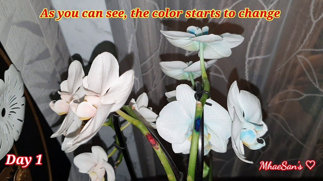 HOW TO COLOR YOUR ORCHIDS || MhaeSan's ♡
