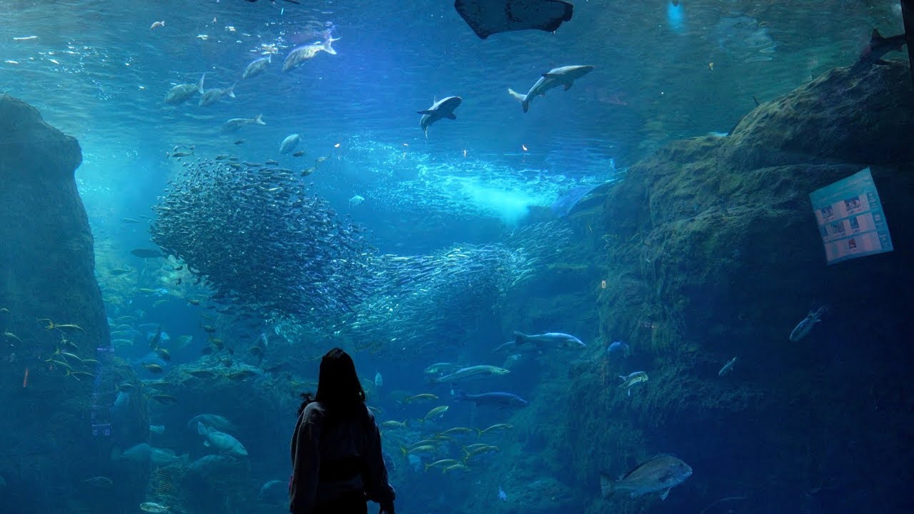 【4K60p】ENOSHIMA AQUARIUM Walking Tour 2023 | Япония