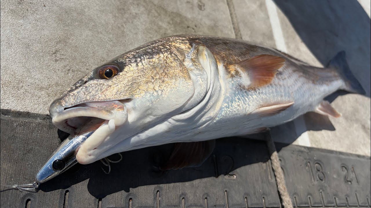 Cold day Florida fishing #fishing #redfish #flats #fish #pesca #robalo #corvina #snookfishing #usa 