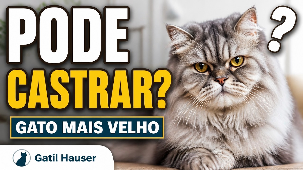 PODE castrar gato mais VELHO? - Gatil Hauser