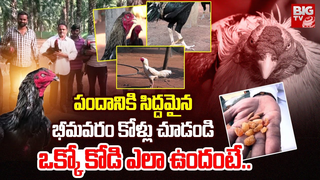 పందానికి సిద్దమైన భీమవరం కోళ్లు చూడండి.. | Bhimavaram Sankranti Kodi Pandalu 2026 | BIG TV