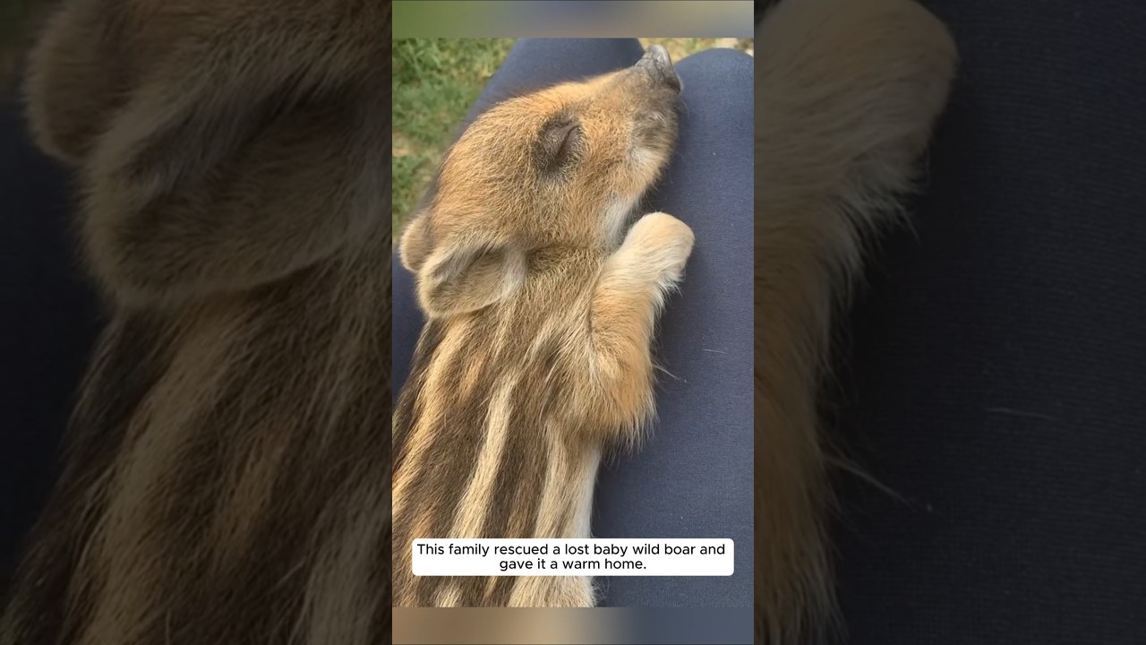 This family rescued a lost baby wild boar and gave it a warm home #animalshorts #wildboar