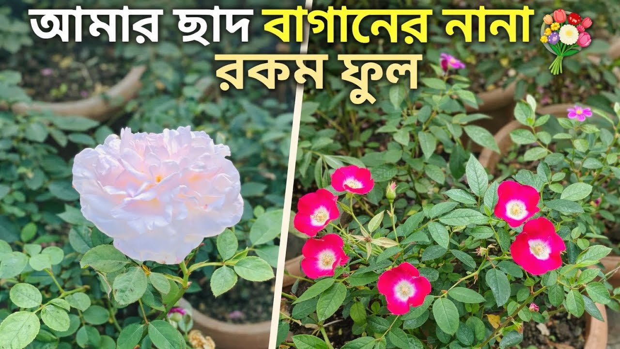আমার ছাদ বাগানে নানা রকম ফুল গাছ ।urmi garden and vlogs|ramadan special#flowers 