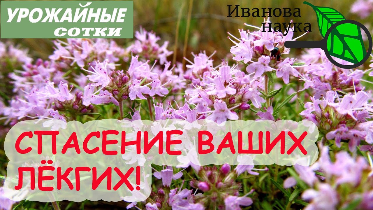БОГОРОДСКАЯ ТРАВА ЧАБРЕЦ ТИМЬЯН - оздоровление и избавление от кашля! Кашель и бронхит ПОБЕДИТ!