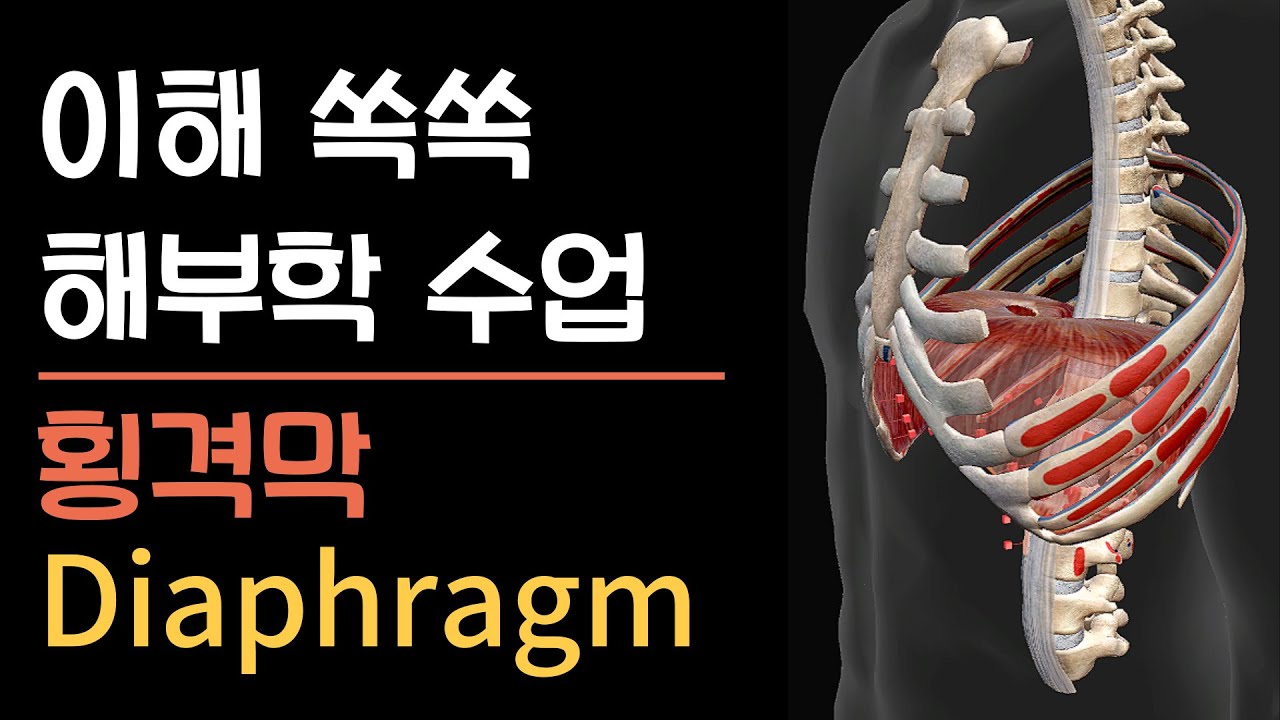 호흡의 핵심! 횡격막을 알면 코어가 달라진다🫁 | 이해쏙쏙 해부학