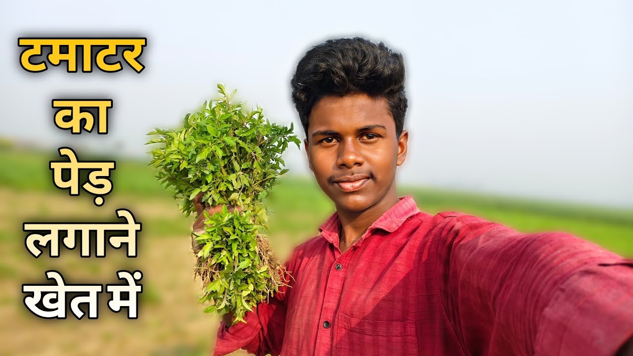 Tamatar🍅 Ka Ped🌱 Lagane Khet Mein 😃