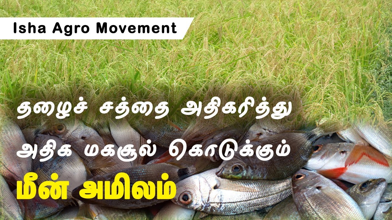 மீன் அமிலம் தயாரிப்பு முறை _ Fish Amino Acid preparation