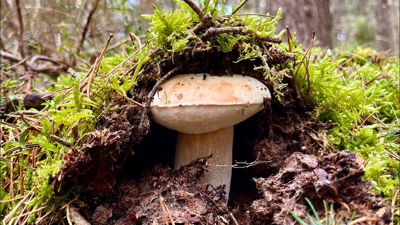BOLETUS EDULIS XL de calidad. 23 de Septiembre 2024