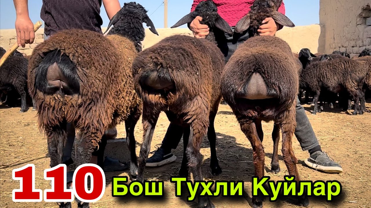 Олган Олиб Колди! ☎️+998 99 120 4079 ☎️+998 99 515 2879