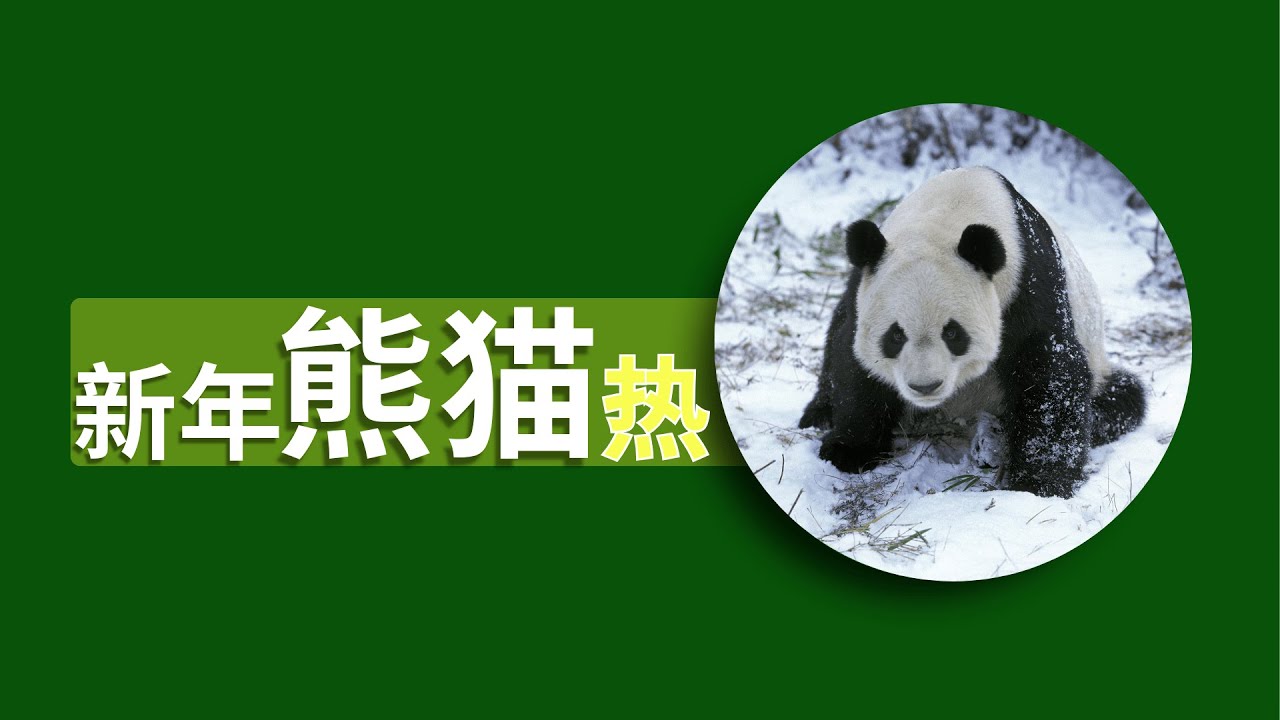 [HSK 3-4] Learn Chinese 新年最会享受的是大熊猫？ Most relaxing life that panda have｜Learn Chinese Real Content