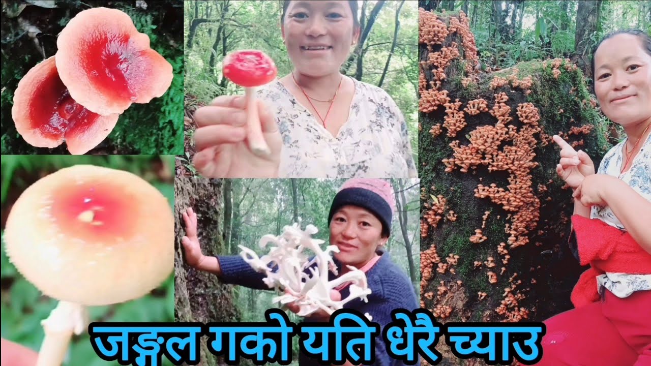 जङ्गल गकाे जङ्गलभरि च्याउनै च्याउ यति धेरै च्याउ | mushroom |