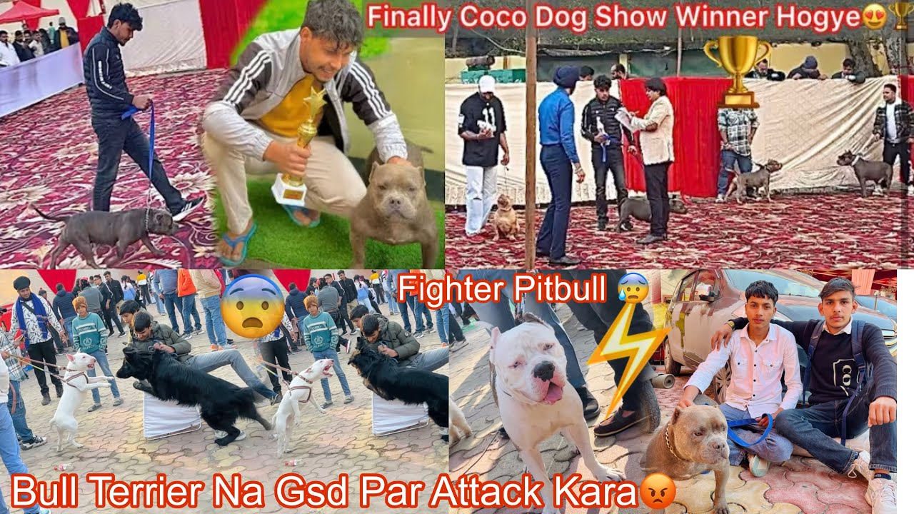 Finally Coco Dog Show Winner 🏆 Ban Gye 🥰|| Bull Terrier Na Gsd Par Attack Kar Diya😡#ritikdogkennel