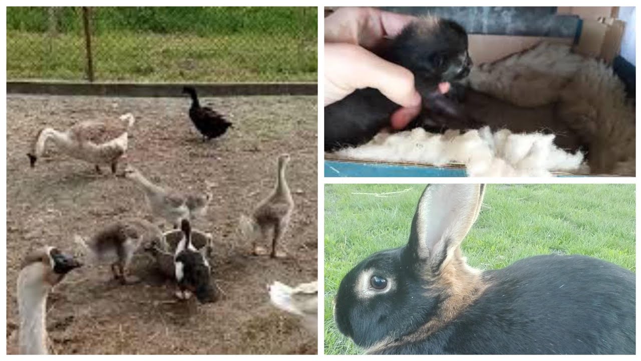 Nowe zwierzęta, malutkie koty i gęś z pisklętami 🐇🕊️🦃🐱