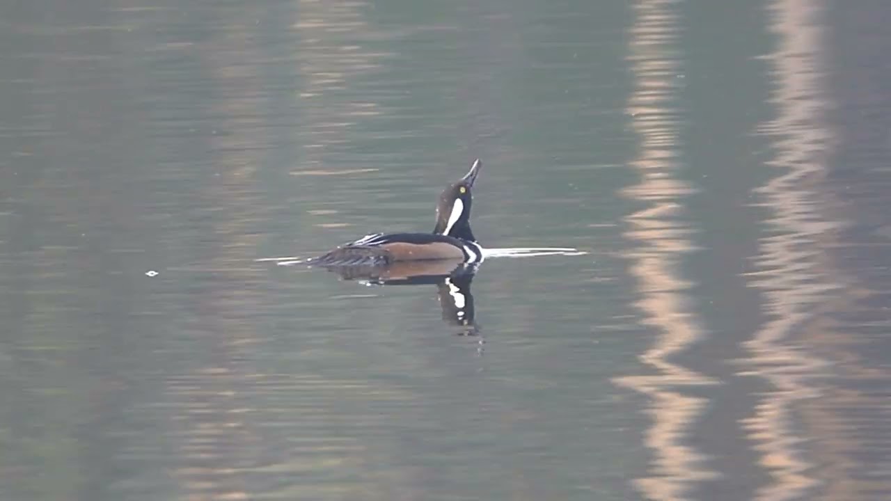 Diving Ducks at Huntington Beach State Park