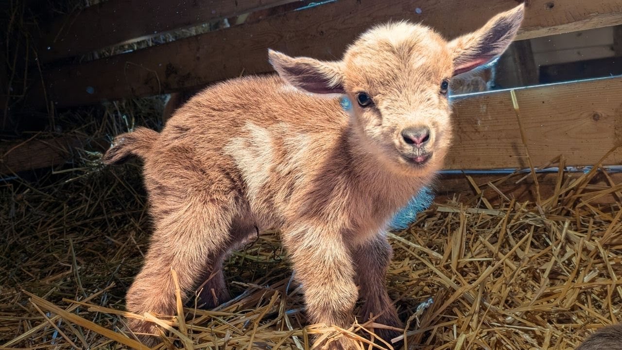 Honey's Surprise - Nigerian Dwarf Goat Kidding - Fall Kidding