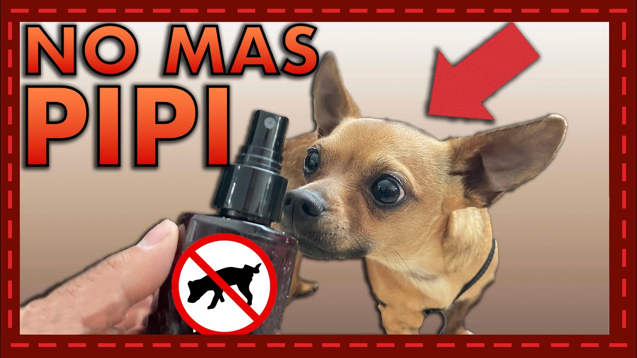 Cómo evitar que tu perro orine dentro de casa (sin regaños) 💦🚫🐶