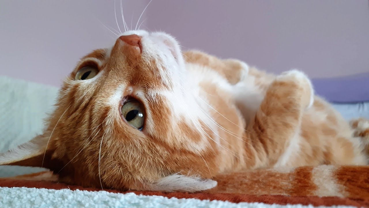 Cat Purring Of Pure Love And Contentment