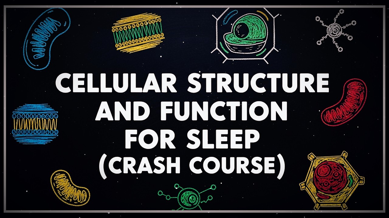 Anatomy And Physiology For Sleep: Cellular Structure and Function To Fall Asleep To