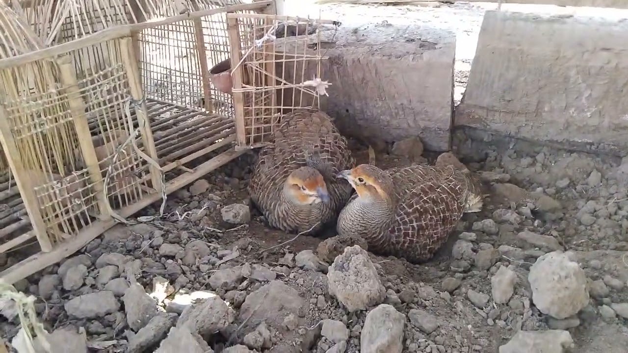 Dekni Pigeon Pair Enjoying Mud Bath || Happy Village Birds 