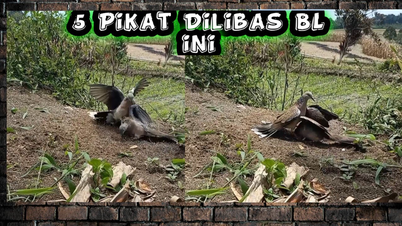 5 EKOR PIKAT HANCUR DILIBAS TEKUKUR INI.. SI Bagur salah satu nya