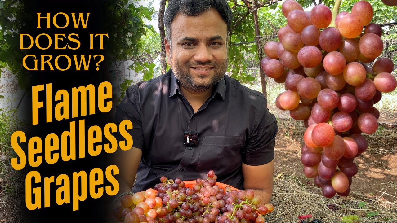 Must-Grow Grape Variety: Flame Seedless!